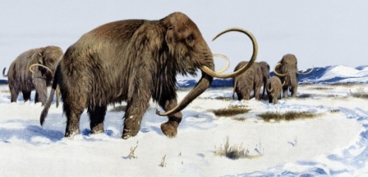 Budou se po sibiřských pláních opět prohánět stáda mamutů?