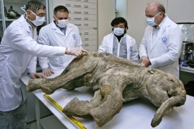 Vědci doufají, že se jim z těl zmrzlých mamutů podaří získat neporušenou DNA.
