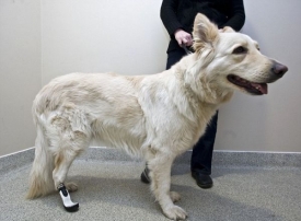 Fenka Mitzi je prvním psem na světě s trvale připevněnou umělou nohou.