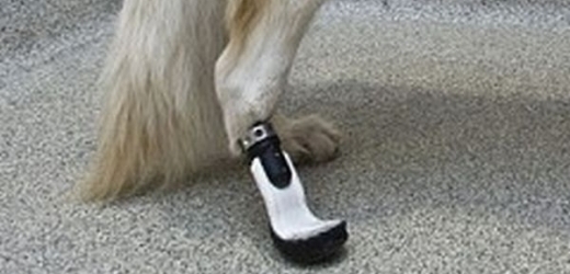 První trvale připevněná psí protéza.