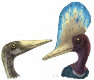 Pohlavní rozdíly u rodu Darwinopterus. Samec vpravo, samice vlevo.