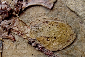 Detailní pohled na fosilizované vejce o rozměrech 28x20 mm.