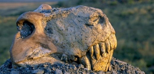 Lebka Dinogorgona ze skupiny blízké přímým předkům savců. I tento druh vyhynul na konci permu.