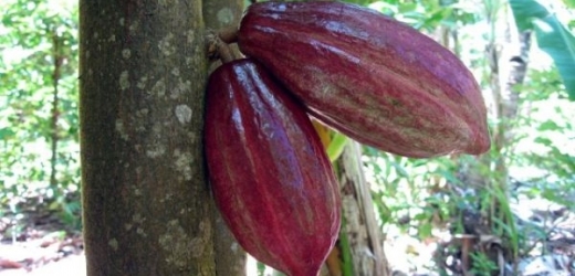 Plody kakaovníku vyrůstají přímo na kmeni stromu.