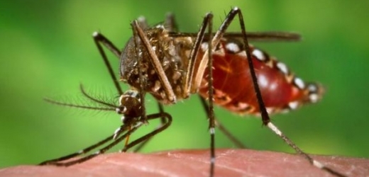 Geneticky modifikovaní komáři mají žít kratší dobu.