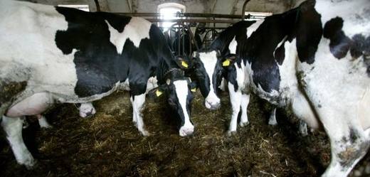 Celníkům se povedlo v dražbě prodat za 110 tisíc korun stádo devíti krav zabavené dlužníkovi (ilustrační foto).