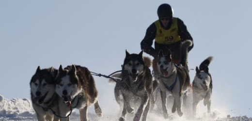 Šediváčkův long je nejdelším závodem psích spřežení v Česku.