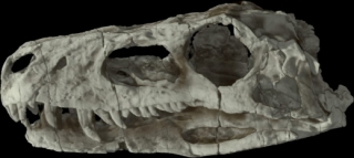 Lebka nejstaršího známého dinosaura rodu Herrerasaurus.