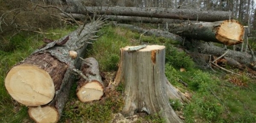 Těžba dřeva (ilustrační foto).