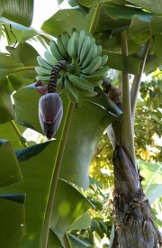 Do Evropy se banány vozí nejvíce ze Střední Ameriky.