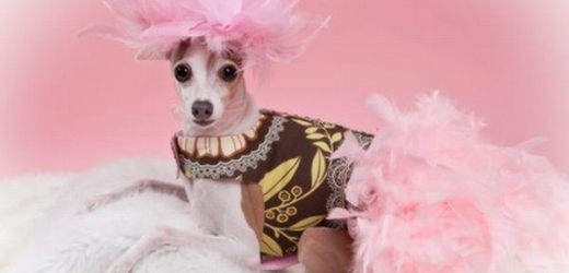 Americká firma nabízí neuvěřitelné módní kreace pro psy...