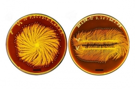 Paenibacillus vortex vytváří na Petriho miskách strukturně složité kolonie.