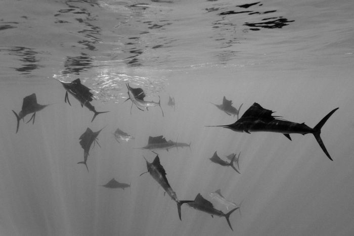 Druhé místo v kategorii Příroda získal německý fotograf Reinhard Dirscherl, který zachytil, jak plachetník útočí na španělské sardinky na polostrově Yucatan v Mexiku. 