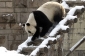 Panda leze po žebříku do svého zasněženého výběhu v pekingské zoo.