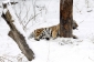 Tygrům v pekingské zoo očividně sníh nevadí.