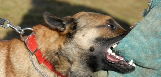 Psi v Chvalešovicích prý napadají lidi (ilustrační foto).