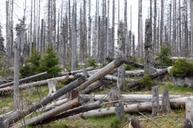 Kůrovec ničí na Šumavě stovky stromů.