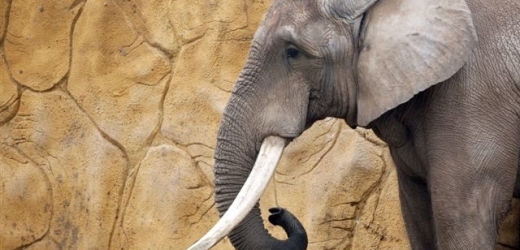 Ani tohoto slona rozzlobený turista neviděl (ilustrační foto).
