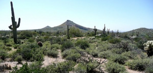 Arizonská poušť (ilustrační foto).