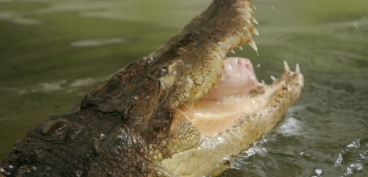 V severní Austrálii zřejmě krokodýl zabil čtrnáctiletého chlapce (ilustrační foto).