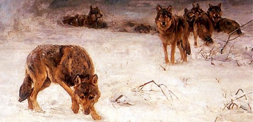 Haličští vlci na malbě polského malíře Alfreda Wierusze-Kowalského. Obraz z roku 1910. V únoru 1911 hladoví haličští vlci útočili na lesníky i finanční stráž.