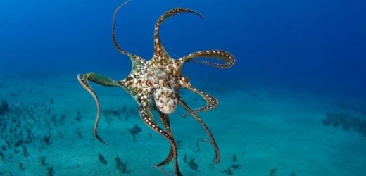 Chobotnice posloužila jako inspirace ke kanadským žertíkům.