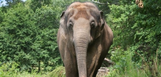 Kontak se slonem nemusí dopadnout vždy dobře (ilustrační foto).