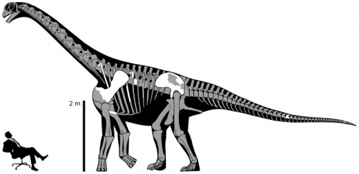 Srovnání velikosti nově objeveného druhu s člověkem. Bíle jsou vyznačeny kosti, které paleontologové našli.