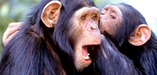 Šimpanzi si nepamatují, kdy došlo k události, která by pro ně mohla být důležitá.