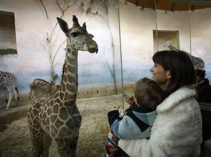 Žirafy Rothschildovy se v pražské zoo chovají od roku 1970, za tu dobu se zde narodilo 70 mláďat.
