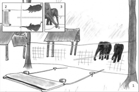 Uspořádání pokusu, při kterém testovali sloní schopnost spolupráce.