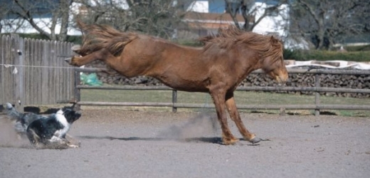 Šestnáctiletá dívka, kterou na Prostějovsku kopl kůň, zemřela (ilustrační foto).
