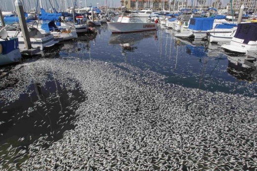 Ve spletitých zálivech přístavu ryby ztratily orientaci a vydýchaly kyslík.