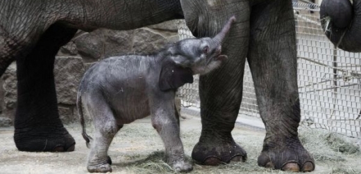 Dvoudenní sloní miminko.