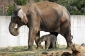 Pavilon slonů je kvůli napjaté situaci ve výběhu pro návštěvníky zavřený. 