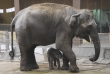 Chování matky slůněte se náhle změnilo a slonice přestala reagovat na pokyny svých ošetřovatelů.