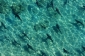 Unikátní snímky Abernethyho zachytily množství žraloků rozličných druhů.