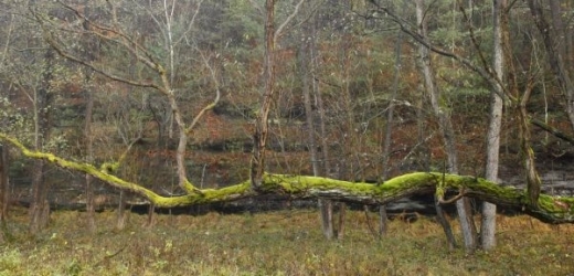 Spadlý strom zabil dřevorubce (ilustrační foto).