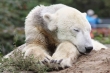 Miláček mnoha Němců a hvězda berlínské zoo Knut už nežije.