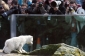 Knut se stal nejslavnějším ledním medvědem na světě a atrakcí zoologické zahrady v Berlíně.
