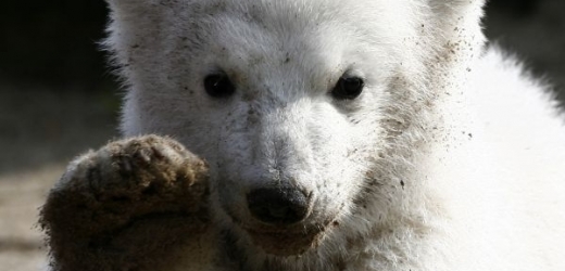 Hvězda berlínské zoo, lední medvěd Knut.