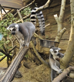 Na novinky lákají i v Plzni, kde otevřeli tento týden nový výběh pro lemury kata.