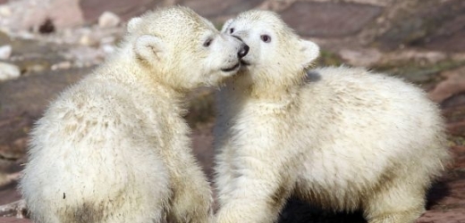 Nahradí čtyřměsíční medvíďata uhynulou hvězdu Knuta?