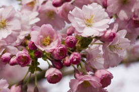 V Tokiu rozkvetly sakury (ilustrační foto).