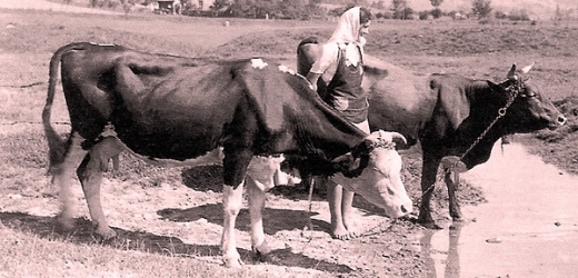 Krávy na Těšínsku. Ve Slezsku roku 1911 žilo 196 626 kusů hovězího dobytka. 