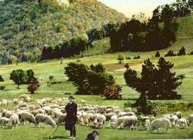 Na tisíc Čechů přpadalo v roce 1911 22 ovcí, na tisíc Moravanů jen 9.