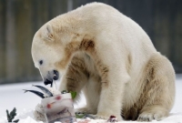Lední medvěd Knut.