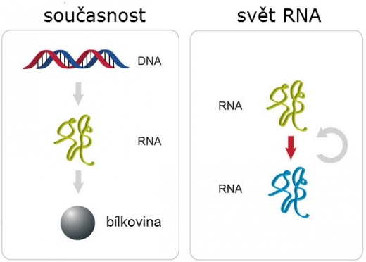 Dnes se DNA, RNA a bílkoviny bez sebe neobejdou. Kdysi mohla jejich úkoly plnit jediná molekula. Dnes se DNA, RNA a bílkoviny bez sebe neobejdou. Kdysi mohla jejich úkoly plnit jediná molekula.
