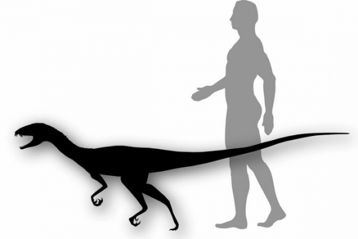Daemonosaurus chauliodus dosahoval velikosti většího psa.