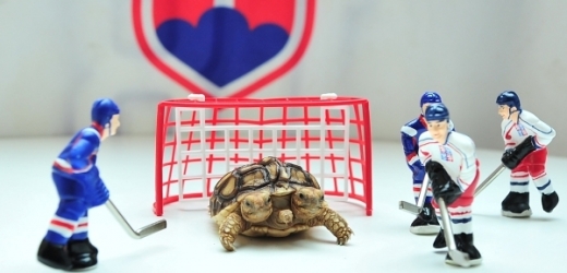 Zápasy hokejového šampionátu bude předpovídat dvouhlavá želva Magdalena.
